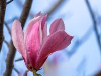 Magnolienblüte pink